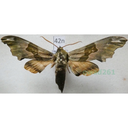 Mimas tiliae (Linnaeus, 1758) Nastrosz lipowiec Poland42n